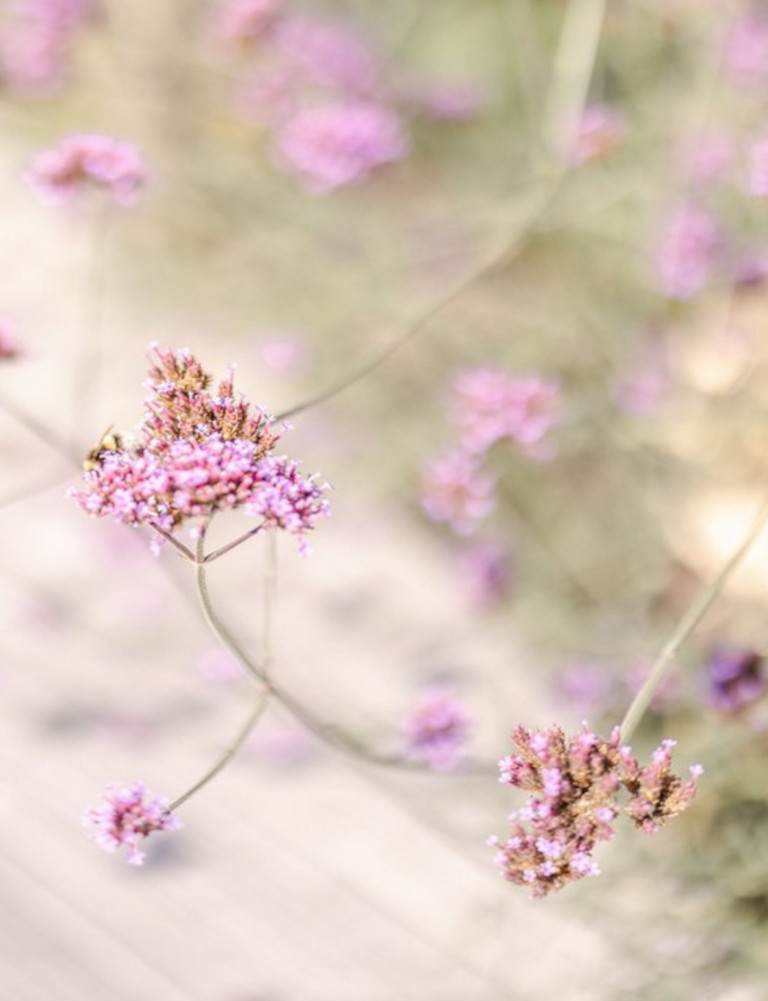 abeilles butinent fleurs violettes domaine