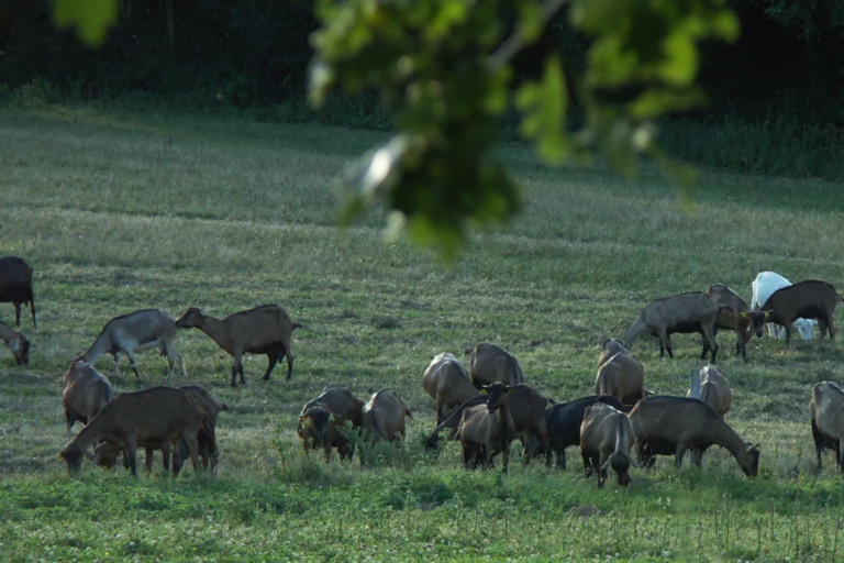 ferme les alpines