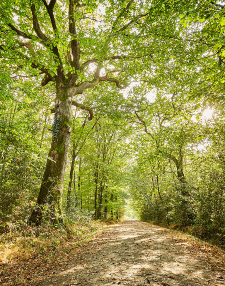 foret grasla les brouzils