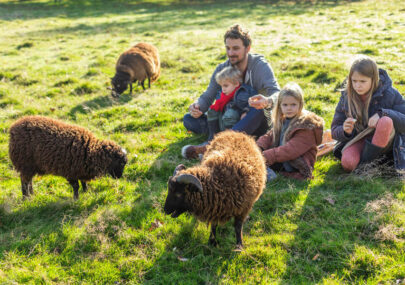 moutons famille domaine de l'Oiseliere