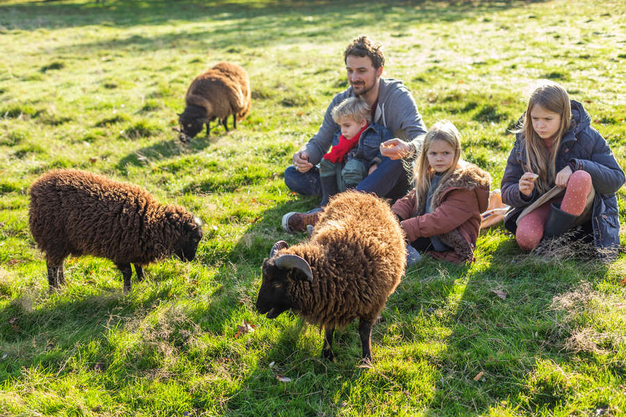 moutons famille domaine de l'Oiseliere