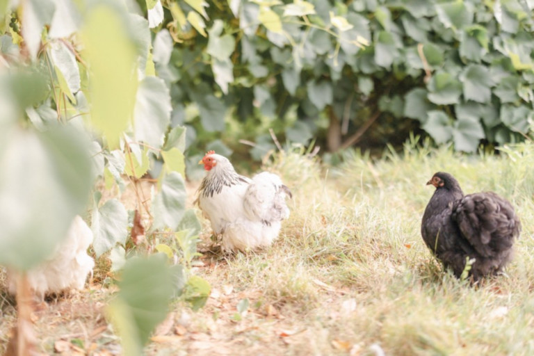 poules mini ferme