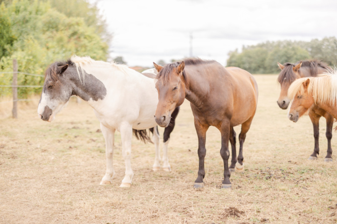 poneys